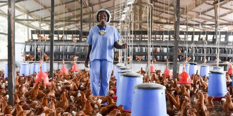Poultry Value Chain, A Significant Contributor To Nigeria’s Economy – Association Chairman