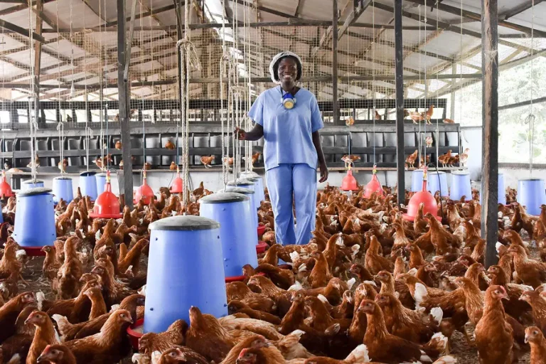 Curbing Plight Of Poultry Farmers